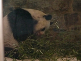 Panda 1